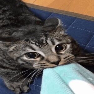 ;